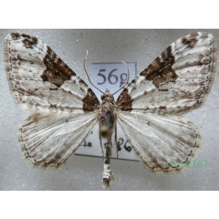 Xanthorhoe fluctuata (Linnaeus, 1758) Paśnik chrzaniak Slovakia56g